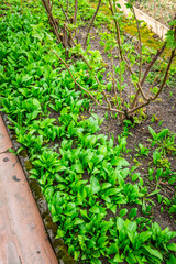 Ramson (allium ursinum), wild garlic or bear leek growing in a garden