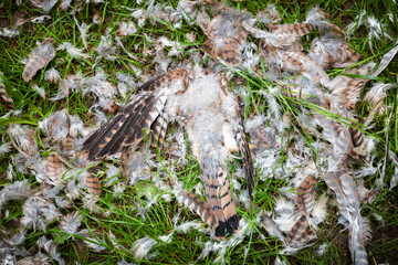 Toter Vogel auf der Wiese mit Federn