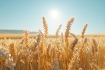 Fototapeta premium Wheat field. Ears of golden wheat close up. Beautiful Nature Sunset Landscape. Rural Scenery under Shining Sunlight. Background of ripening ears of wheat field. Rich harvest Concept. Label art design