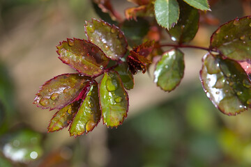 red green leaves of a rose with fine water drops and bokeh background