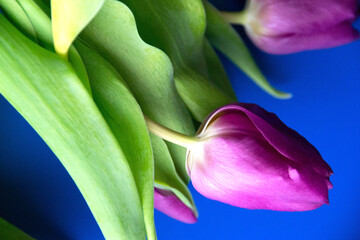 Flowers tulips pink with bright green stems and leaves on a blue background.