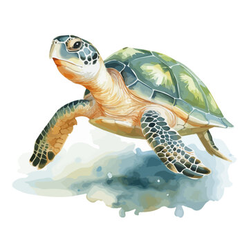 Watercolor vector of a sea turtle, isolated on a white background, design art, drawing clipart, Illustration painting, Graphic logo, sea turtle vector 