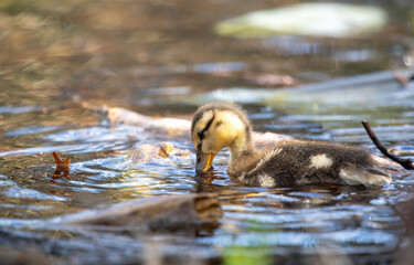 Duckling in Water