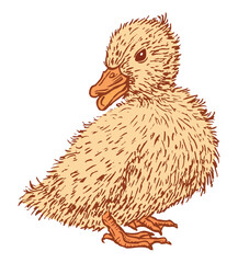 Duckling, newborn, chick, water bird, fluffy,yellow,cute, baby animal, cartoon, vector hand drawn illustration isolated on white