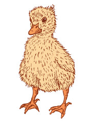 Duckling, newborn, water bird, chick, fluffy,yellow,cute, baby animal, cartoon, vector hand drawn illustration isolated on white