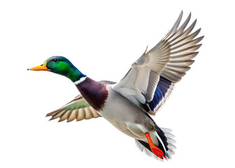 Obraz premium arafed duck flying in the air with its wings spread