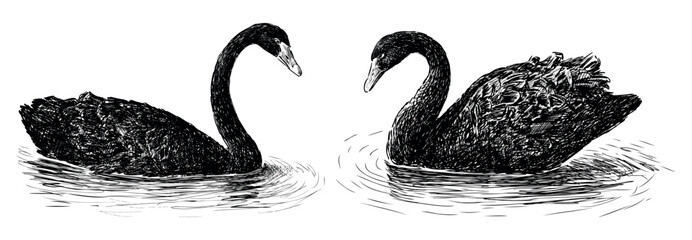 Swans, black, pair, floating, water birds, feathers, graceful, sketch, realistic, vector hand drawn illustration isolated on white © Amili