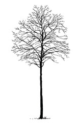 Tree bare deciduous, sapling, silhouette, one,seasonal, sketch, vector hand drawn illustration isolated on white - 776170439