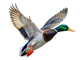 Obraz premium arafed duck flying in the air with its wings spread