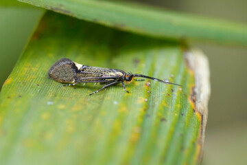 Closeup on a small colorful Sulphur Tubic moth, Esperia sulphurella sitting on a green leaf