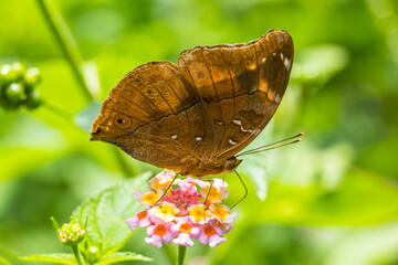 Butterflies are winged insects from the lepidopteran suborder Rhopalocera, characterized by large, often brightly coloured wings © lessysebastian