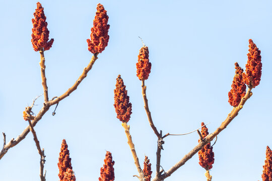 Close-up of Rhus typhina cluster, vibrant red in sunlight. Rhus typhina fruit, detailed and textured, on a branch.