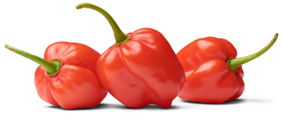 three red habanero chili peppers isolated white background, capsicum chinense, hottest spice with wrinkled or dimpled skin intense spiciness flavor, side view of culinary ingredient