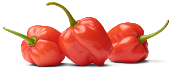 Foto auf Acrylglas three red habanero chili peppers isolated white background, capsicum chinense, hottest spice with wrinkled or dimpled skin intense spiciness flavor, side view of culinary ingredient © Shamil