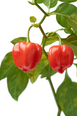 red habanero chili peppers plant isolated white background, capsicum chinense, hottest spice with wrinkled or dimpled skin intense spiciness flavor, culinary ingredient in close-up and copy space