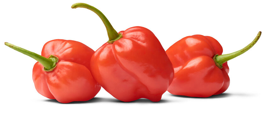 three red habanero chili peppers isolated white background, capsicum chinense, hottest spice with wrinkled or dimpled skin intense spiciness flavor, side view of culinary ingredient