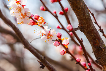 Apricot tree flowers with soft focus. Spring white flowers on a tree branch. Apricot tree in bloom. Spring, seasons, white flowers of apricot tree close-up.