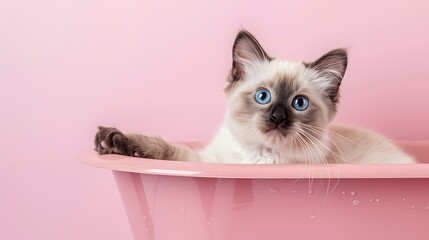Cute ragdoll cat kitten sitting in a pink bathtub on a pink background looking at the camera with...