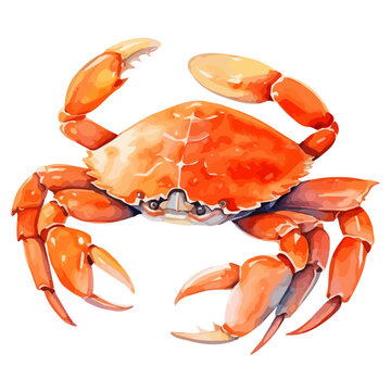 recommend clip art: Watercolor painting vector of a red Crab, isolated on a white background, Crab vector, clipart Illustration, Graphic logo, drawing design art, clipart image