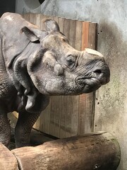 A large rhinoceros stands in the enclosure. Close-up. The rhinoceros does not have a horn.