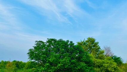 Blue cloudy sky behind the green trees || Beautiful green trees || Clouds on blue sky