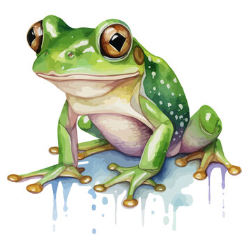 Watercolor drawing vector of a Green frog, isolated on a white background, clipart image, Illustration painting, design art, Green frog vector, Graphic logo, drawing clipart. 