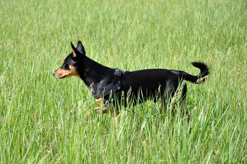 Dog pet outdoor in summertime. Spring and summer. Black puppy dog walking in nature. Dog pet in summer grass. Summer nature with pet