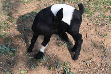 Baby goat or goat kids. Black Bengal baby goats. It is a most popular pet animal of all over world....