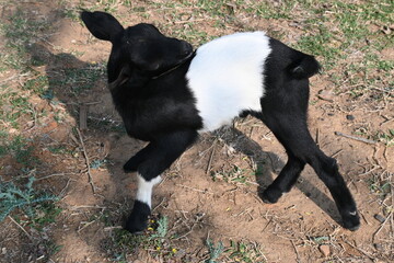Baby goat or goat kids. Black Bengal baby goats. It is a most popular pet animal of all over world....