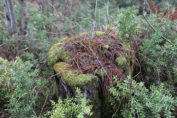 moss on the tree