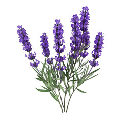 Lavender isolated on transparent background