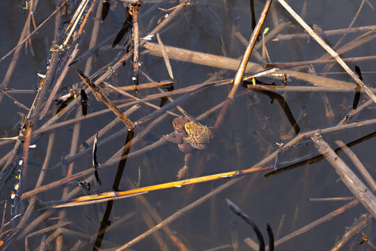 European Common brown Frog or European grass frog in latin Rana temporaria with eggs, pond water amphibian animal