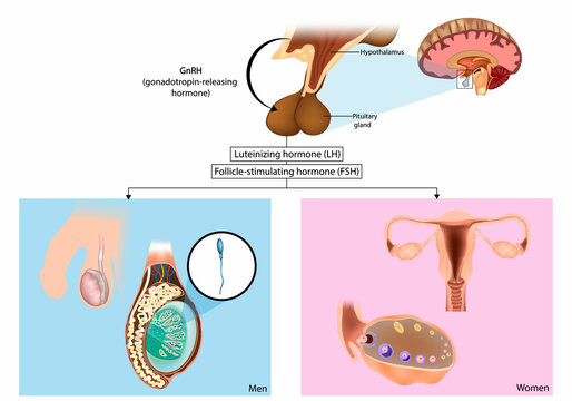 Production gonadotropins. FSH and LH are synthesized in the pituitary gland in response to gonadotropin-releasing hormone or GnRH. Hypothalamus-pituitary-gonad axis