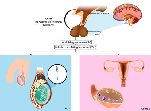 Production gonadotropins. FSH and LH are synthesized in the pituitary gland in response to gonadotropin-releasing hormone or GnRH. Hypothalamus-pituitary-gonad axis