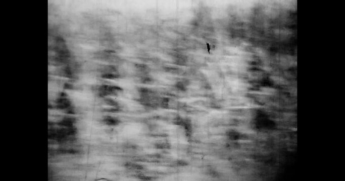 Corn field view from moving car. Agriculture corn harvest. Archival field landscape. Maize plantation growth in farm land. Crop season. 1960s archives. Vintage black white film. Retro archive