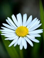 Obraz premium daisy flower closeup