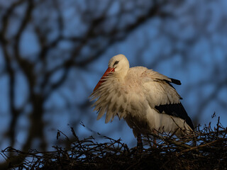 White stork sits on its bulky nest in front of a stormy sky.