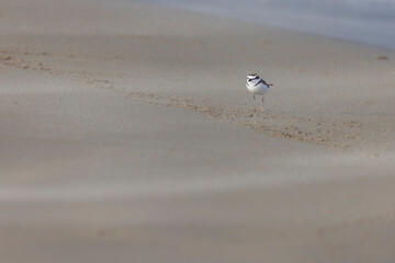 Kentish plover on the beach with strong wind and sand