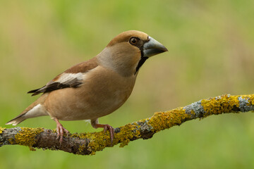 Female hawfinch is sitting on a moss-covered branch.