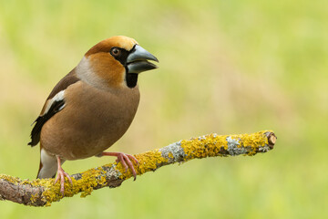 Male hawfinch sits curiously on a tree branch. Its large conical beak is open.