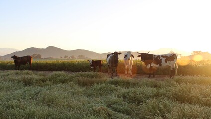 Cows in a group in a rural country landscape looking at camera sun rising