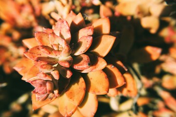 Cactus up close with beautiful orange and rust to deep red coloring