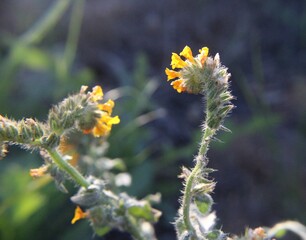 Small flowering yellow plant up close with blurry background, nature picture up close and magnified