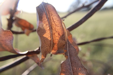 Fototapeta premium Leaf on vine in focus in field out in country, close up of leaves