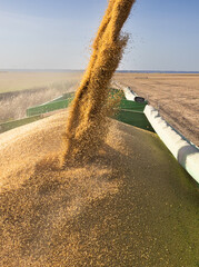 Combine transferring soybeans after harvest - 776195007
