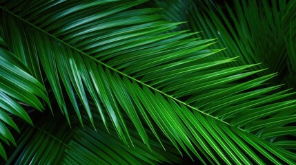 palm tree leaves