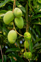 Mangobaum mit jungen Früchten in Thailand