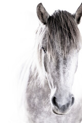 beautiful little grey pony with a white background fine art horse unique mane natural