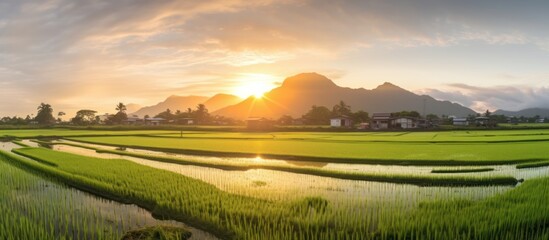 The Landscape View Of Beautiful Paddy Field With Sunrise At Brown Avenue - obrazy, fototapety, plakaty