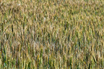 Partial view of wheat field in Greece - 776198613